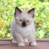 Two Ragdoll Kitten Kittens For Sale Seal / Chocolate Male Female Purebred Tica White Mitted For Sale In Florida Bicolor