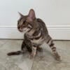 Blue Bengal Female, not spayed, DOB 