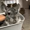 Rehoming Female Chinchilla