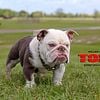 LILAC TRI English bulldog stud