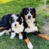 Bernese Mountain Dog