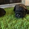 AKC Registered Cane corso