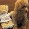 Purebred toy poodles - Ready to go home