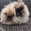 Lionhead Does-Pedigreed 