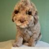 Newfoundland / Poodle mix - Newfypoos - Low to Non shedding! - Upcoming litters!
