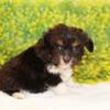 Toy Aussiedoodle Male Timothy