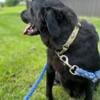 AKC Black lab female-Free to good home