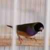 Lady Gouldian Female Black Faced Finch