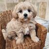 Pringle and Jingle, apricot tiny maltipoo boys