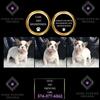 Wrinkly Wonders Steal the Spotlight: Meet Our AKC Frenchie Pups