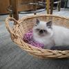 Cfa Persian  Himalayan kittens