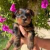 Yorkshire Terrier puppies