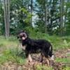 Exceptional Hidden Merle Tri Bernedoodle female- Genetic panel clear