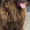 Jude VanLaken Akc Newfoundland puppies