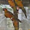 Beautiful DNA sun conures