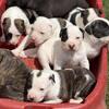 American Bulldog puppies