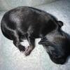 Chinese crested powderpuff male b pick up day July 2 
