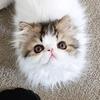 Adorable Brown Tabby Van Persian Male