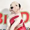 AKC CHAMPION DOGO ARGENTINO PUPPIES AVAILABLE