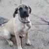 5 months old English Mastiff puppy. 