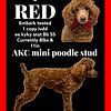 Akc mini poodle stud intense red phantom