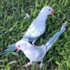 Blue pied indian ringneck