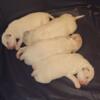 Dalmatian puppies