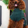 Pet and Animal Photography