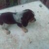 Akc beagle puppies 350$