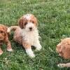 Mini goldendoodle puppies