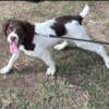 Young female Brittany available