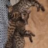 Bengal kittens. Toledo, OH.