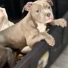 American Bully puppies ready to go