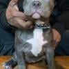 3 month old American Bully blue female