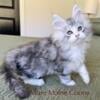 Maine Coon Kitten