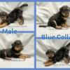 AKC Airedale Puppies Available