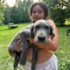 Great Dane pups Ckc registration