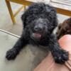 Kennel Trained Labradoodle Puppies Ready For Forever Homes