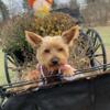 Purebred Yorkie Males $500.00