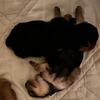 Tiny Male Yorkie 7/5/2026 Ready 9/5/2026
