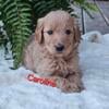 Goldendoodle F2 Puppies Beautiful babies