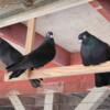 Quality pigeons for sale loft reduction.