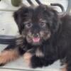 Toy Aussiedoodle Female