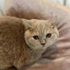 Rare Blue-Eyed British Shorthairs | Elite Imported German Lines