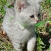 Silver f1 Savannah Kittens