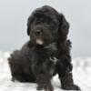 Betty teacup poodle female puppy