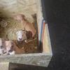 AMERICAN PITBULL TERRIORS