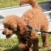 Toy poodle female