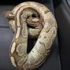 Ball Pythons