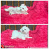 Maltese female for sale